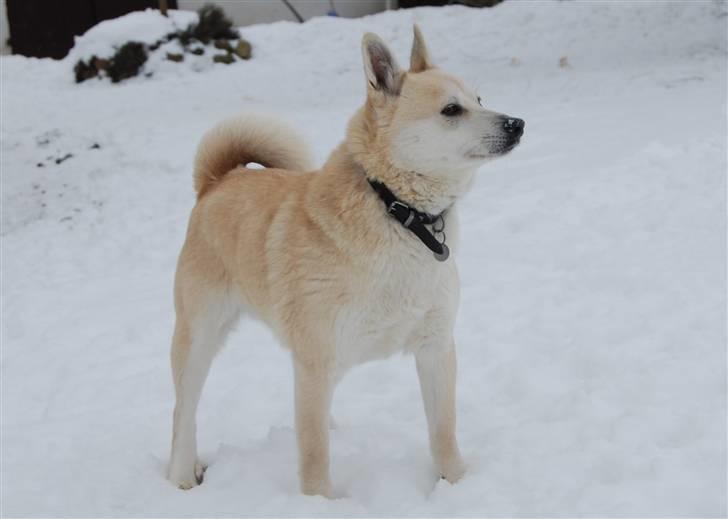 Norsk buhund Sille "RIP" billede 4