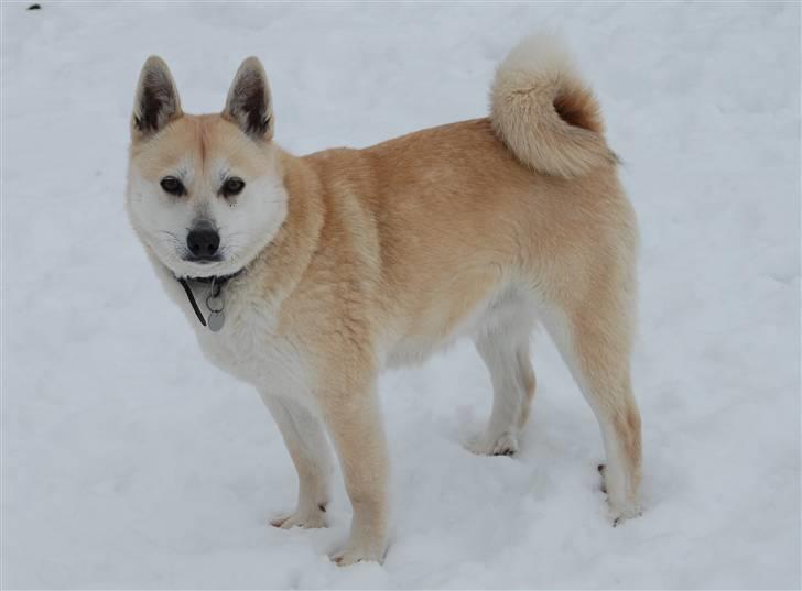Norsk buhund Sille "RIP" billede 5