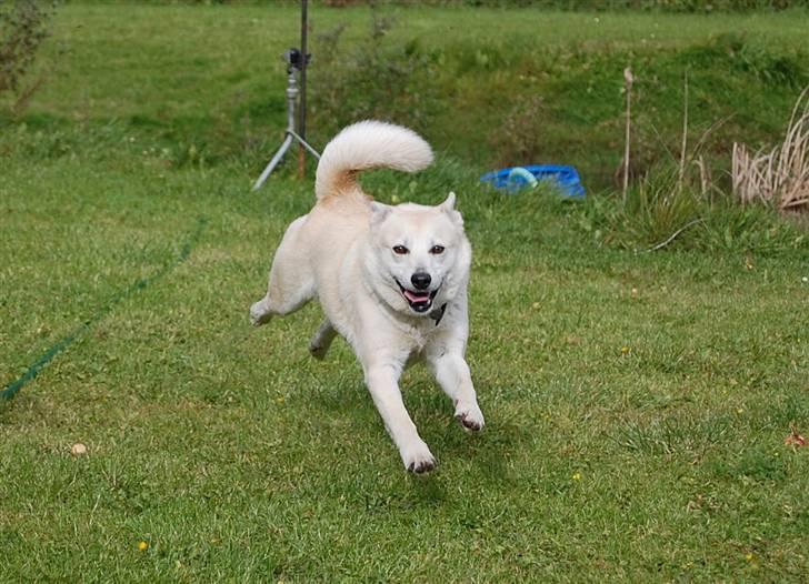 Norsk buhund Sille "RIP" - Det bedste Sille ved... Fuld fart fremad xD billede 6