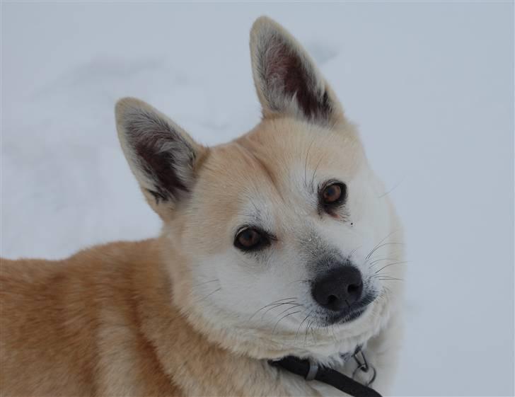 Norsk buhund Sille "RIP" billede 7