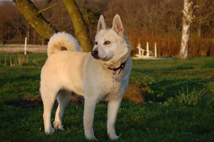 Norsk buhund Sille "RIP" billede 8