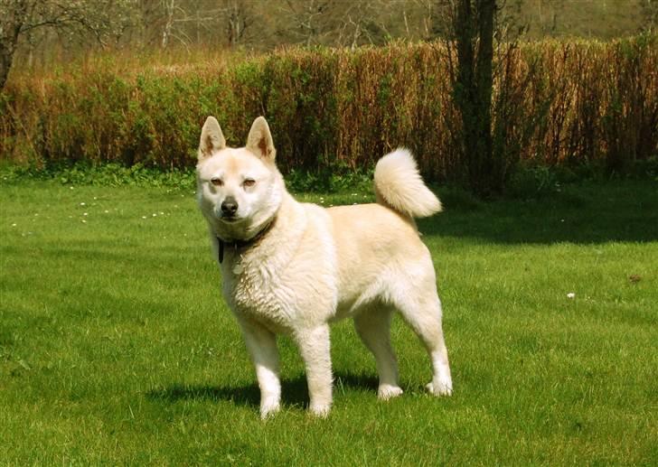Norsk buhund Sille "RIP" billede 1