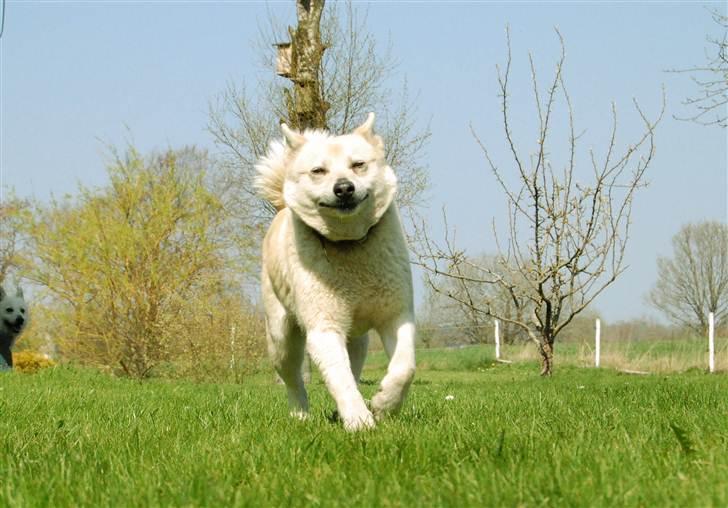Norsk buhund Sille "RIP" - Hvem siger at hunde ikke kan smile billede 9