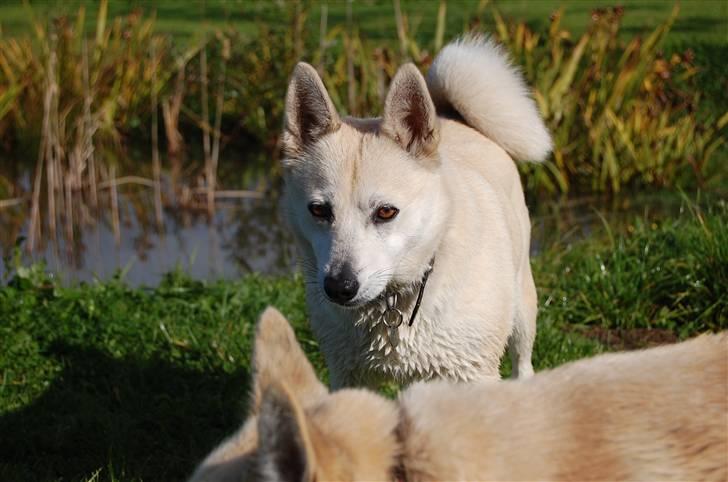 Norsk buhund Sille "RIP" billede 10