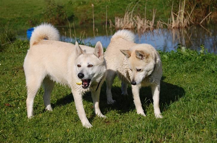 Norsk buhund Sille "RIP" - Sille til venstre og søster Chaka til højre billede 11