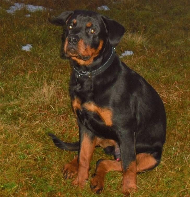 Rottweiler tyson billede 5