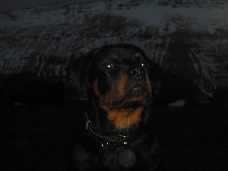 Rottweiler tyson billede 6