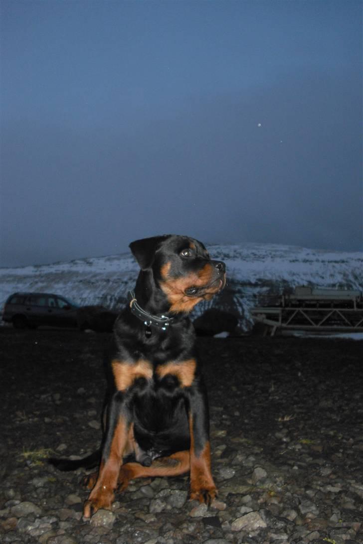 Rottweiler tyson billede 7