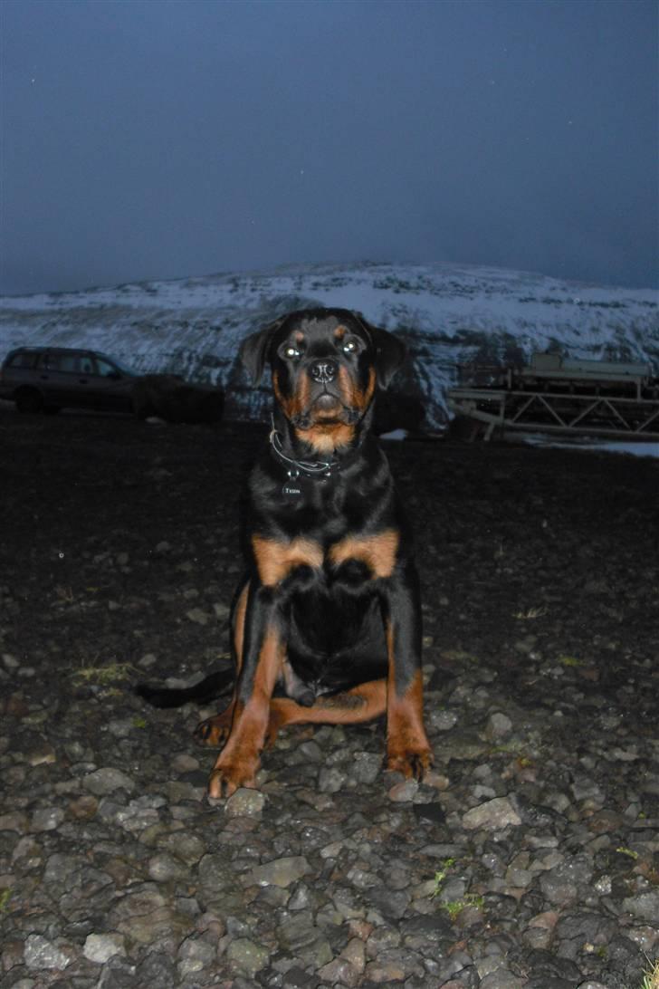Rottweiler tyson billede 8