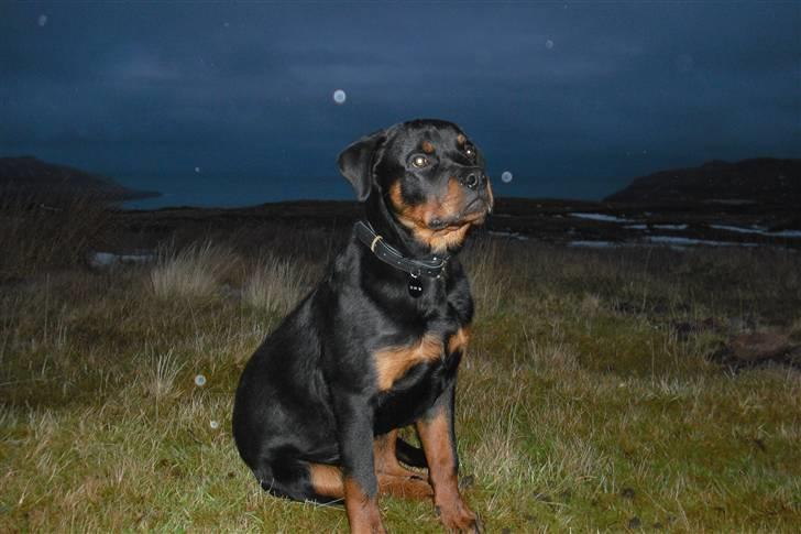 Rottweiler tyson billede 10