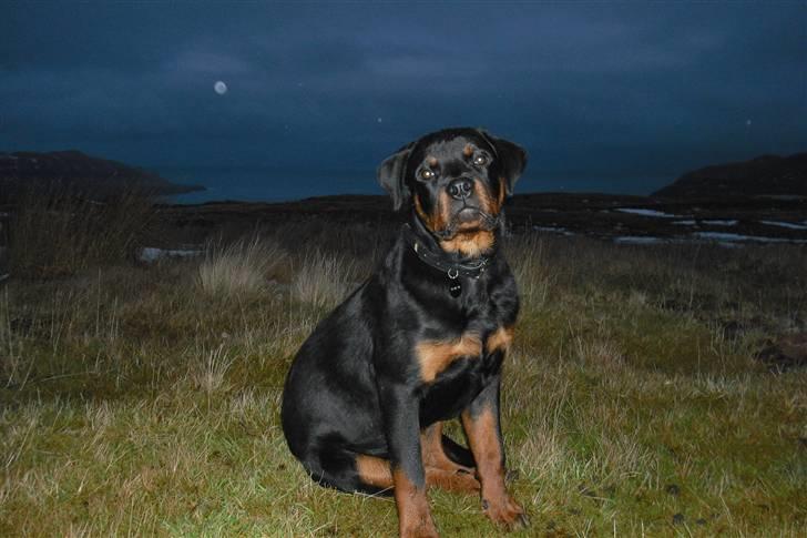 Rottweiler tyson billede 11