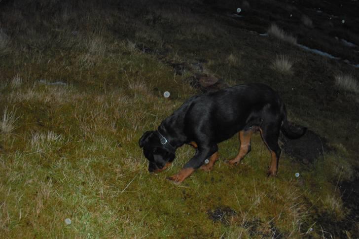 Rottweiler tyson billede 12