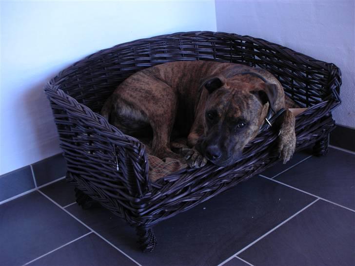 Amerikansk staffordshire terrier Molly billede 16