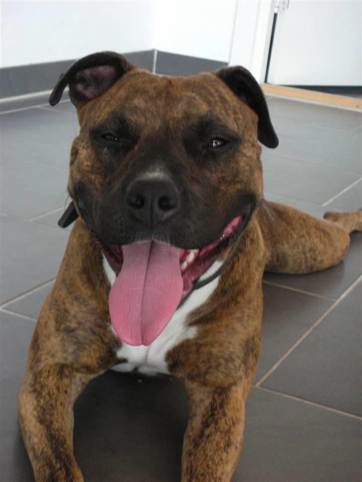 Amerikansk staffordshire terrier Molly billede 17