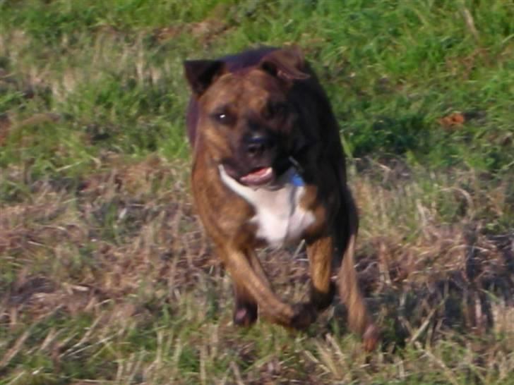 Amerikansk staffordshire terrier Molly billede 18