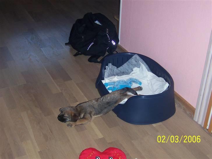 Border terrier Simba billede 9