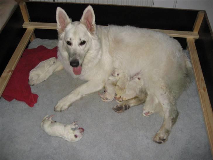 Hvid schæfer Anora princess of denmark - I nat d. 31/10 har jeg netop født mit første kuld hvalpe - 6 små dejlige uldtotter billede 7