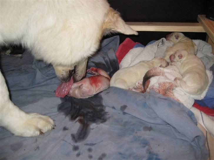 Hvid schæfer Anora princess of denmark - Her har jeg netop født min 4. hvalp. Jeg er lige ved at vaske den lidt ren. Den er så kær billede 8