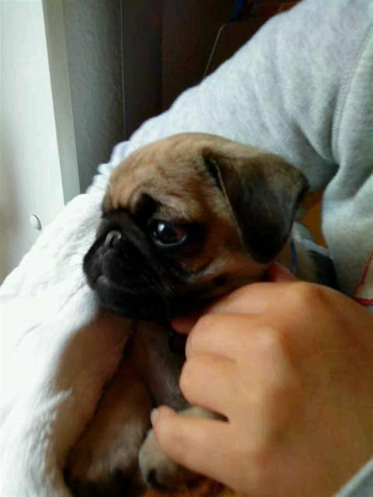 Mops Samson billede 17