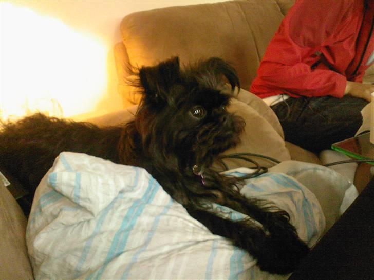 Griffon belge Fie billede 2