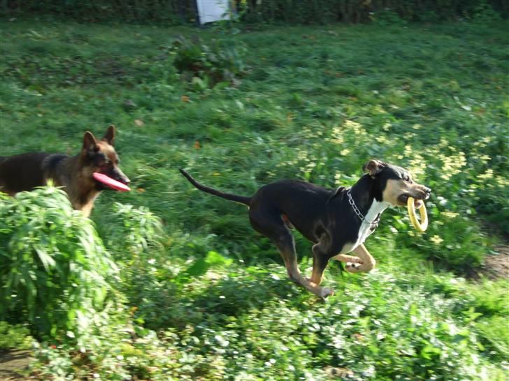 Blanding af racer Mars billede 10