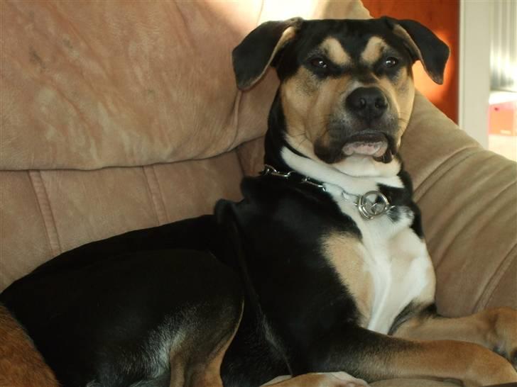 Blanding af racer Mars billede 15