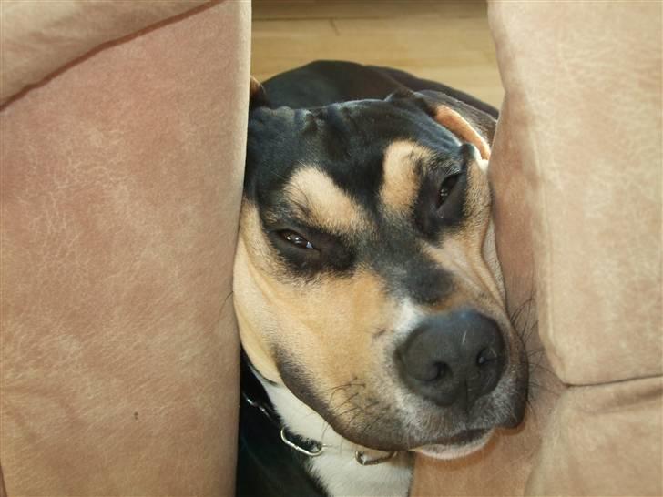 Blanding af racer Mars billede 16