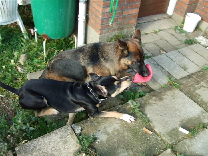 Schæferhund Aldum Donna billede 16