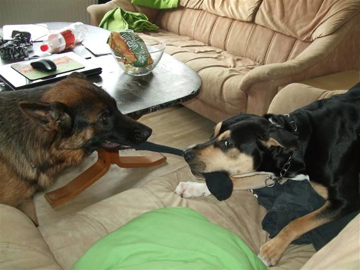 Schæferhund Aldum Donna billede 17