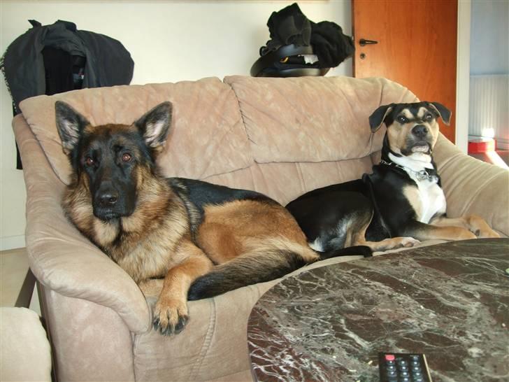 Schæferhund Aldum Donna billede 18