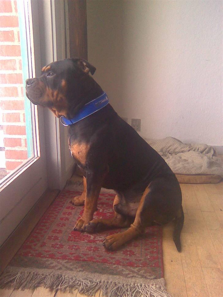 Blanding af racer Koma billede 10