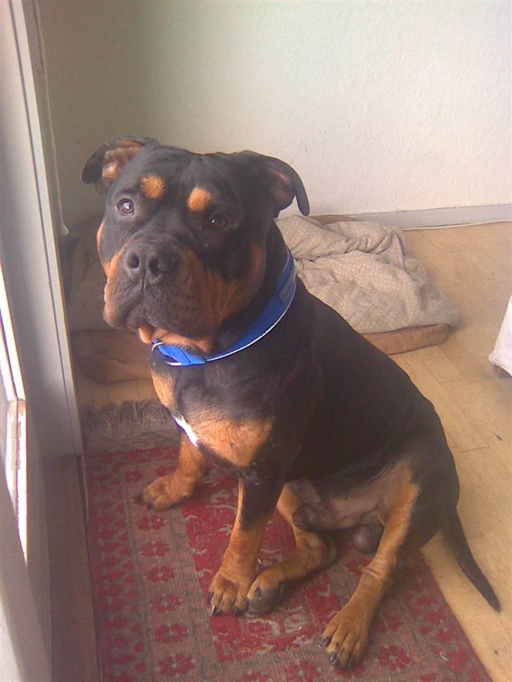 Blanding af racer Koma billede 11