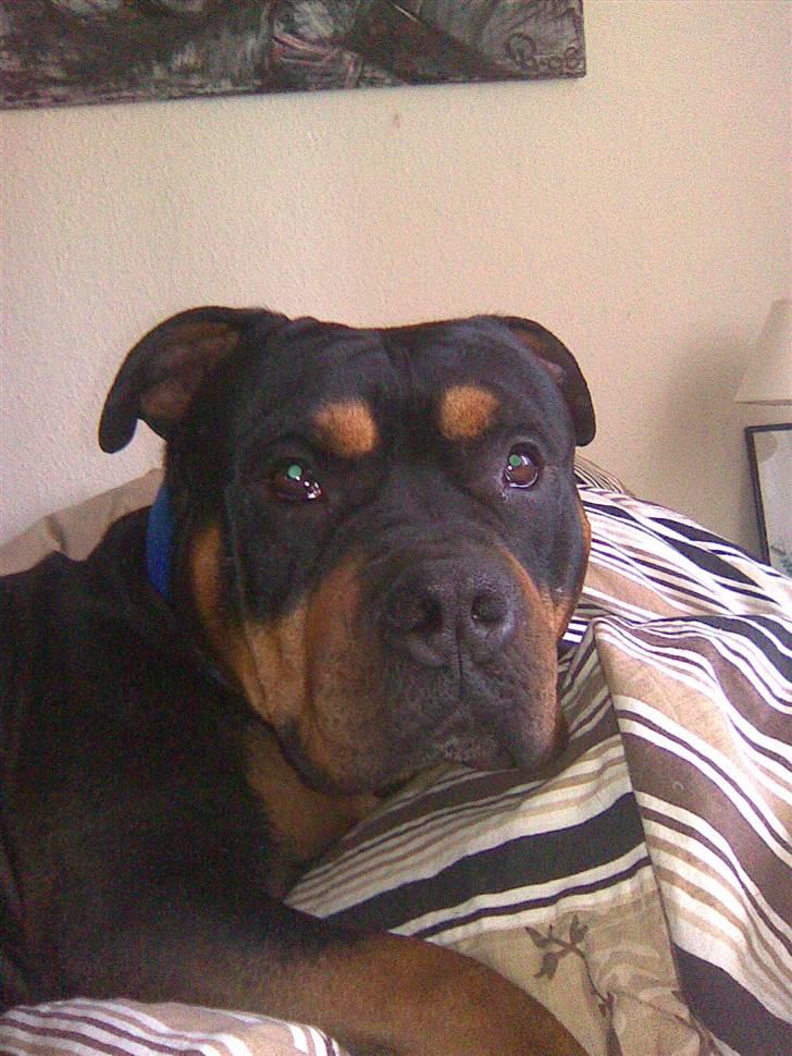 Blanding af racer Koma billede 12