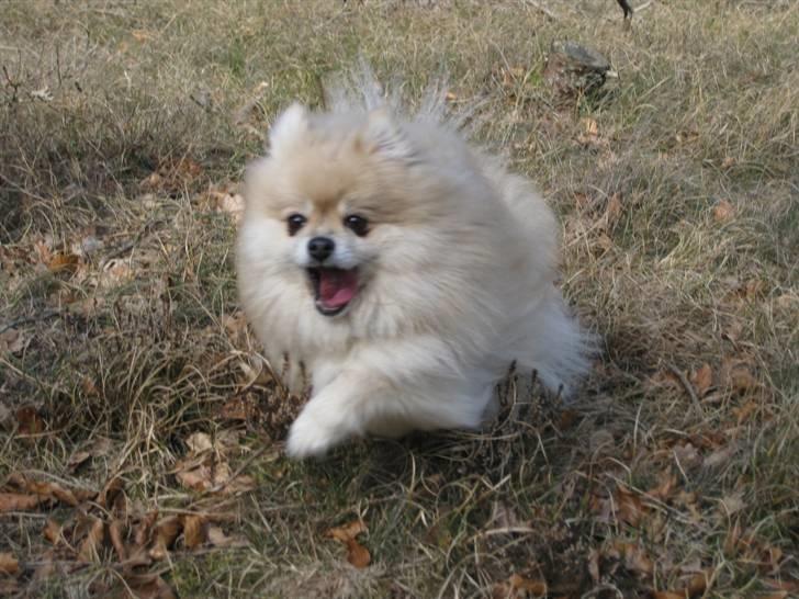 Pomeranian Gismo *R.I.P. 2016* - April 2009 billede 11