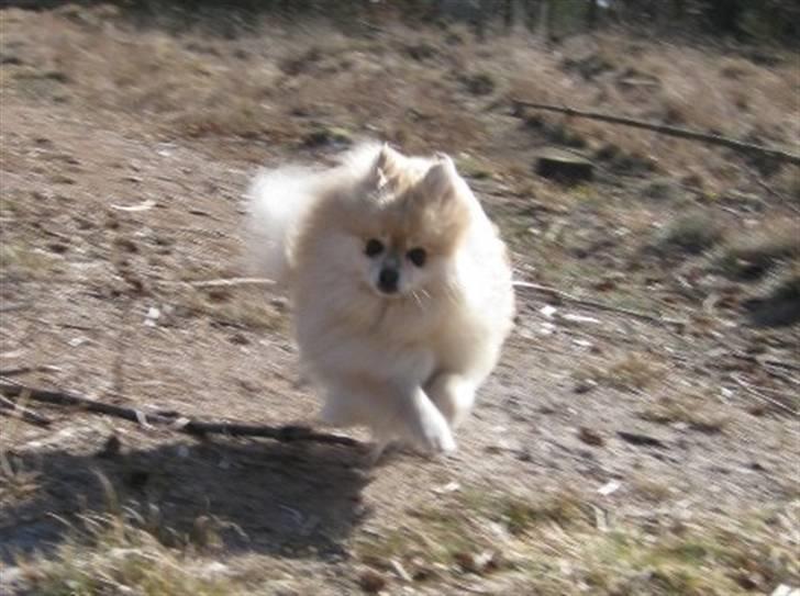 Pomeranian Gismo *R.I.P. 2016* - April 2009 billede 12