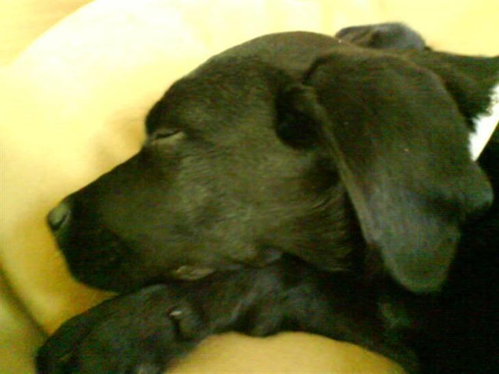 Blanding af racer Jazz - zzZzZzzZ billede 8