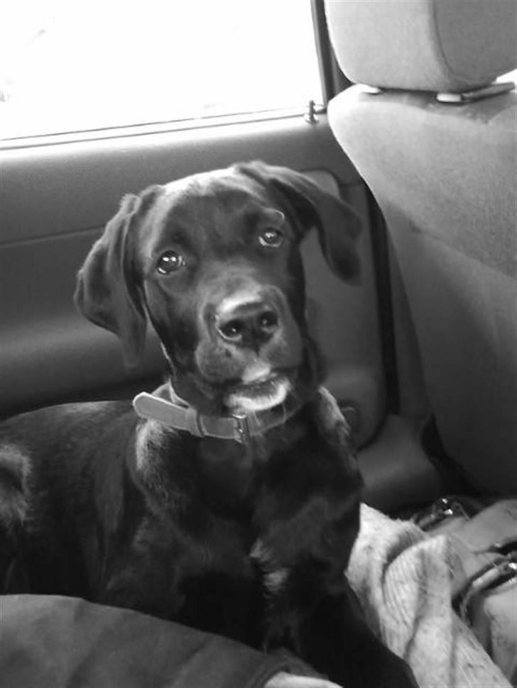 Blanding af racer Jazz - "Sig mig, hva tror du lige du har gang i?" billede 9