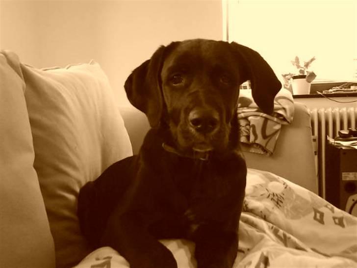 Blanding af racer Jazz - Selvtillid, charme og hængeører.  billede 10