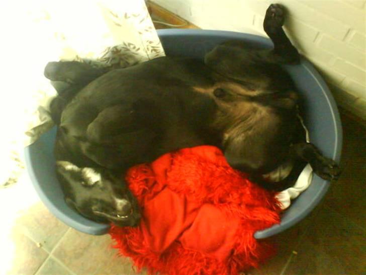 Blanding af racer Jazz - "Moar, jeg tror gerne jeg vil have en større kurv nu, tak!"  billede 11