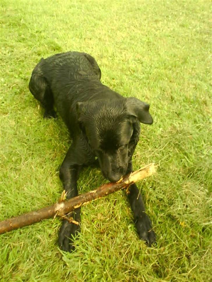 Blanding af racer Jazz - Jazz efter badetur.  billede 12