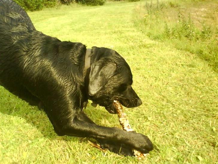 Blanding af racer Jazz - mmh´, lækker pind! billede 13