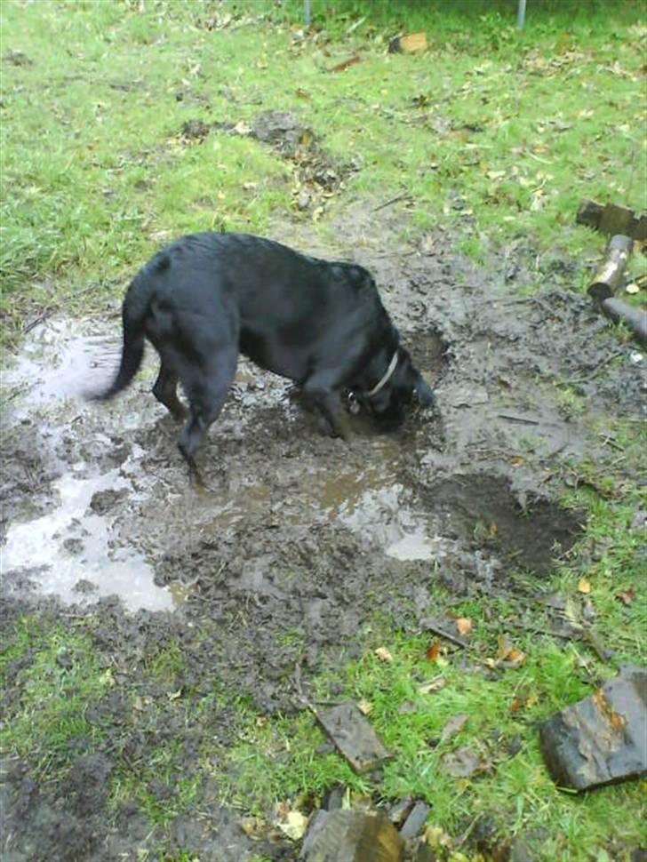 Blanding af racer Jazz - Jazz i sit rette element!! billede 14