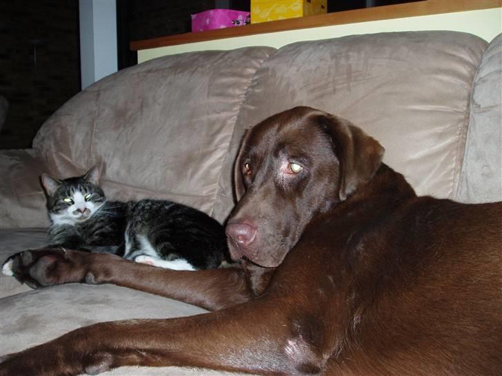 Labrador retriever Anton (Berg) - Jeg er ved at finde ud af at man kan hygge sig med en kat (Mogens) billede 14