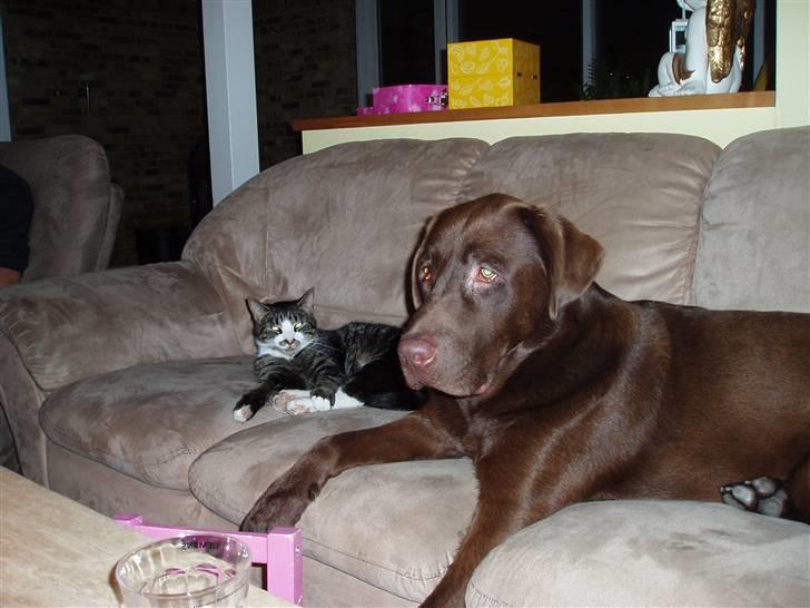 Labrador retriever Anton (Berg) billede 15