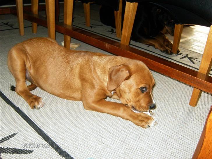 Blanding af racer Liva  billede 7