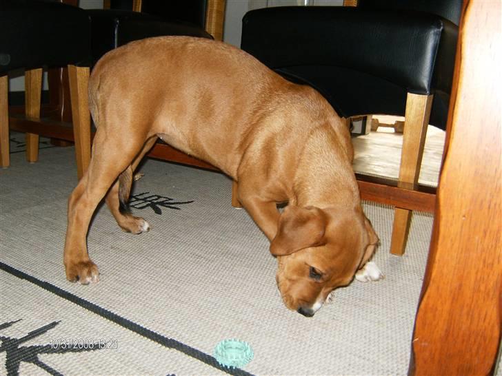 Blanding af racer Liva  billede 8