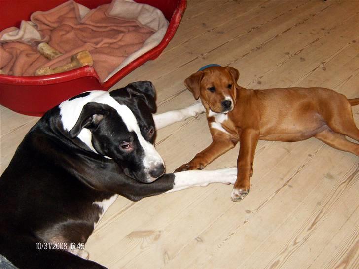 Blanding af racer Liva  - Liva & Tyson billede 9