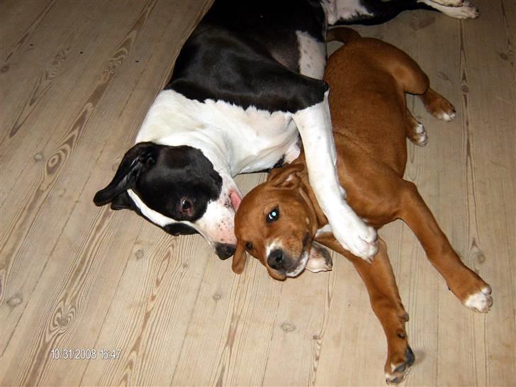 Blanding af racer Liva  - Tog dem lige i at ligge og hygge sammen Liva & Tyson :-) billede 10