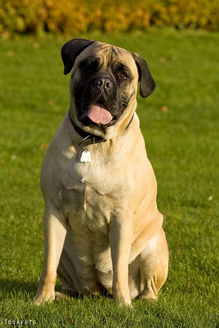 Bullmastiff Luna billede 14