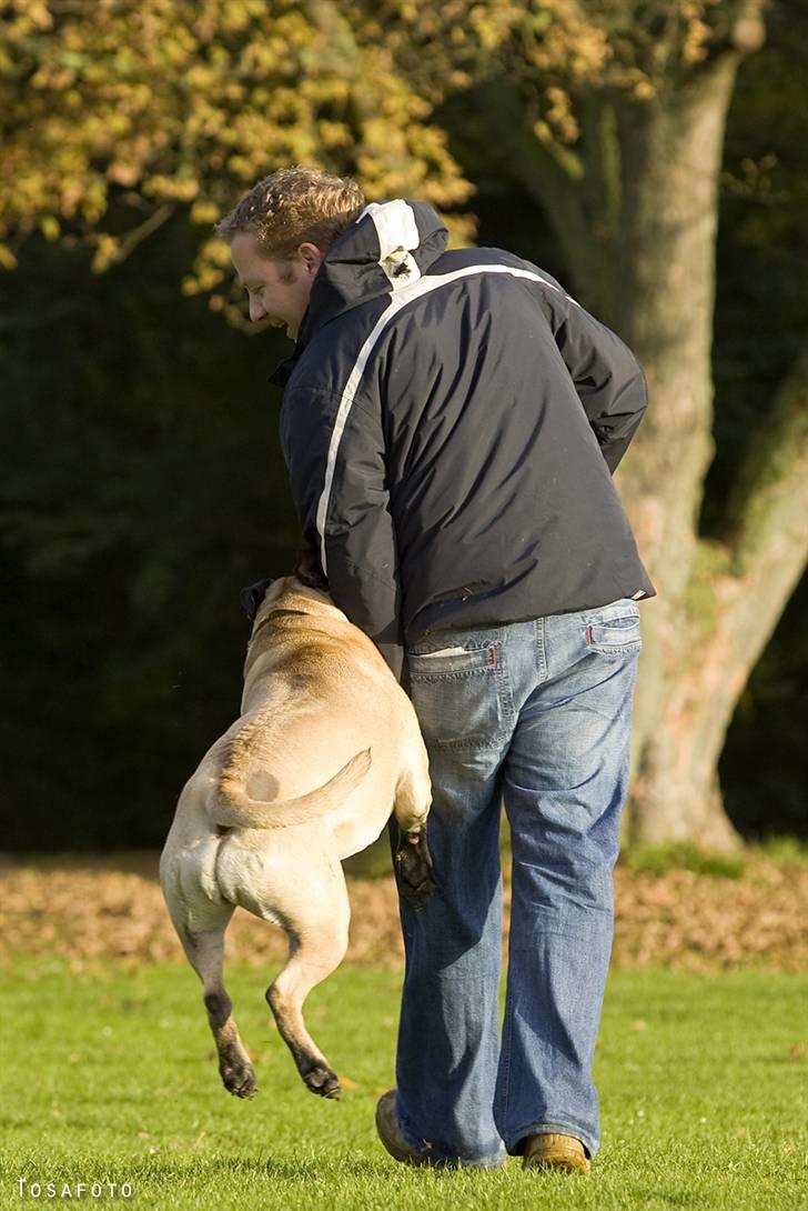Bullmastiff Luna billede 16